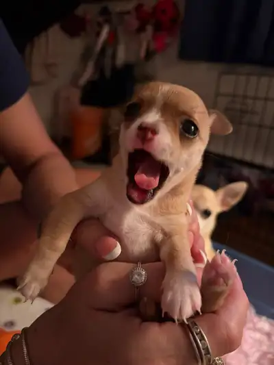 puppy for sale, View more