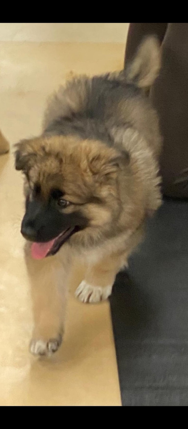 Rare Gentle giant Shiloh shepherd Puppies in Dogs & Puppies for Rehoming in Markham / York Region - Image 3