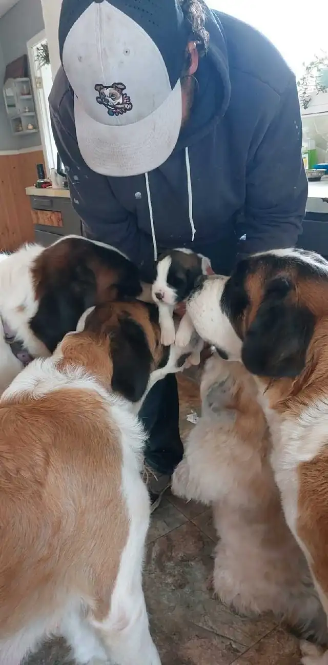 BEAUTIFUL SAINT BERNARD PUPPIES in Dogs & Puppies for Rehoming in Moncton - Image 7