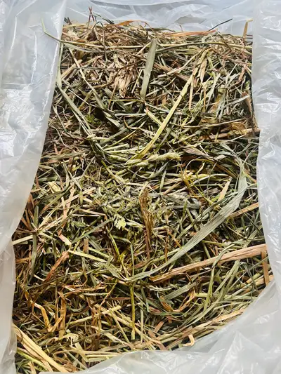 Orchard Hay for rabbit, View more
