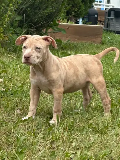 American bulldog puppies for sale, View more