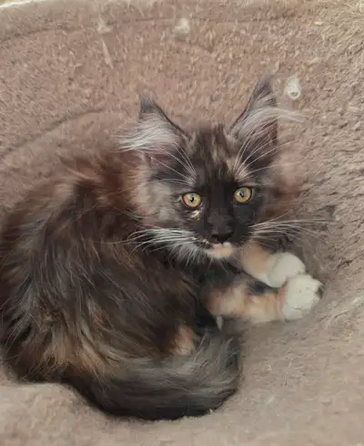 Maine Coon Kittens, View more