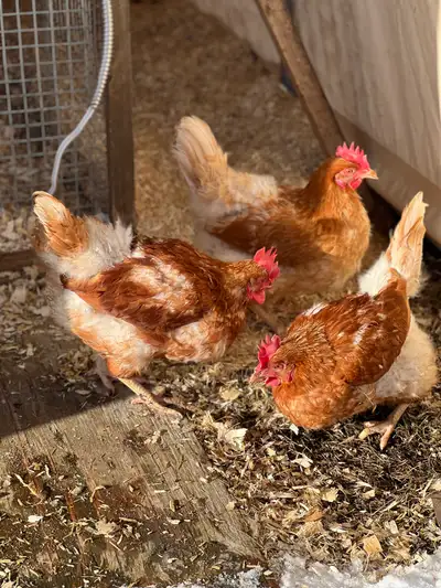 4 poules rousses disponibles et prêtes à rejoindre votre basse-cour! Elles sont en bonne santé et ha...