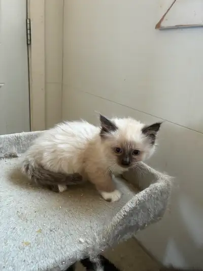 Ragdoll kittens, View more