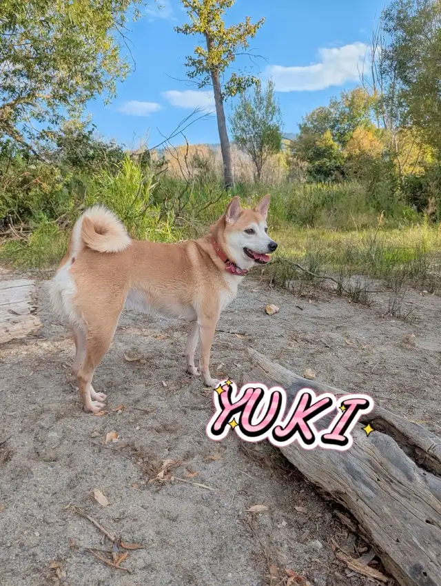 Yuki – 4-Year-Old Female Shiba Inu Looking for a Loving Home! | Dogs ...