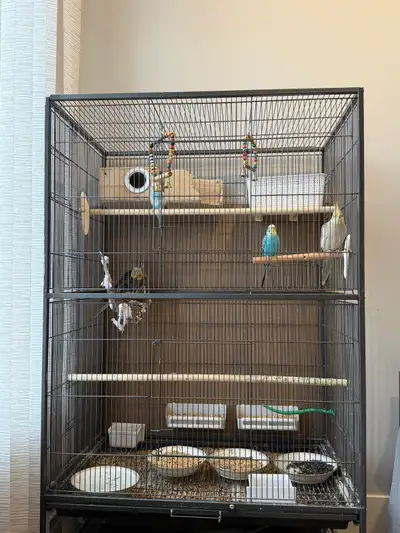Male cockatiel is dark gray. He is 6 years old and hand tamed. Female cockatiel is light gray. She i...