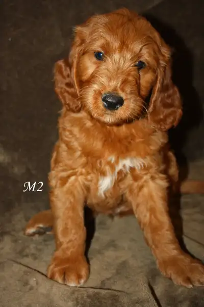 2 F1 medium size red (35-45 lbs) goldendoodle puppies (only 2 males available). Very exciting matchu...