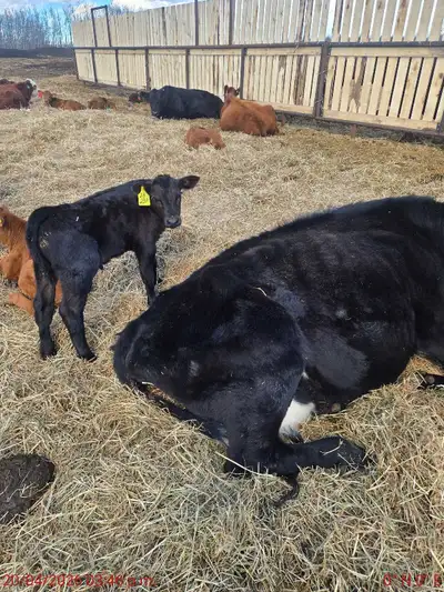cow calf pair, View more