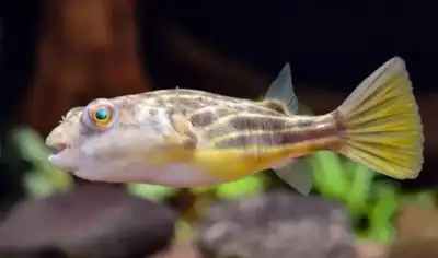 Fahaka puffer. Beautiful healthy fish Nile puffer, View more