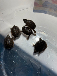 Beautiful Pets Baby Turtles Loggerhead CB Small Species Reptiles