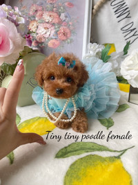 Adorable tiny tiny size poodle X puppies Maltipoo