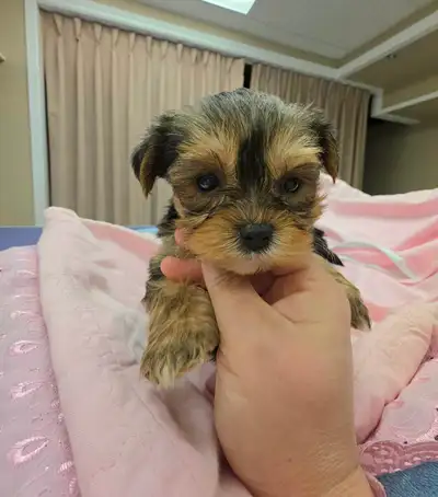 Yorkie puppy puppies, View more