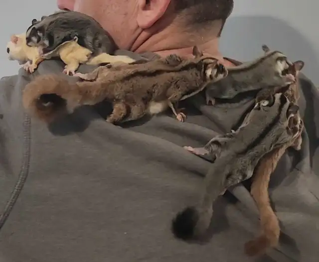 phalangers volants sugar glider  in Small Animals for Rehoming in Lanaudière - Image 6