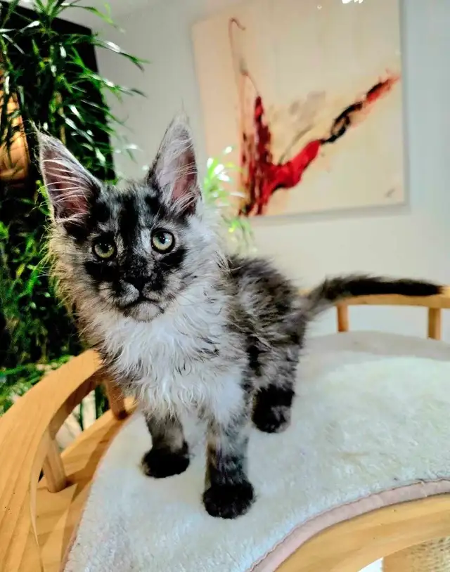 Blue & Black Smoke MAINE COON in Cats & Kittens for Rehoming in Oakville / Halton Region - Image 7