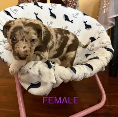 These beautiful blue eyed pups will be ready for their forever home on July 4 (8 weeks old). Born on...