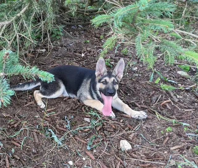 Beautiful Czech , CKC Registered, German Shepherd P in Dogs & Puppies for Rehoming in Owen Sound - Image 6