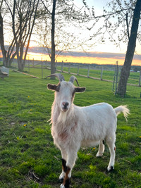 Friendly Billy Goat