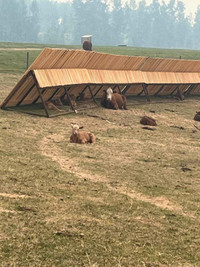 Calf / sheep shelters and wind breakers 