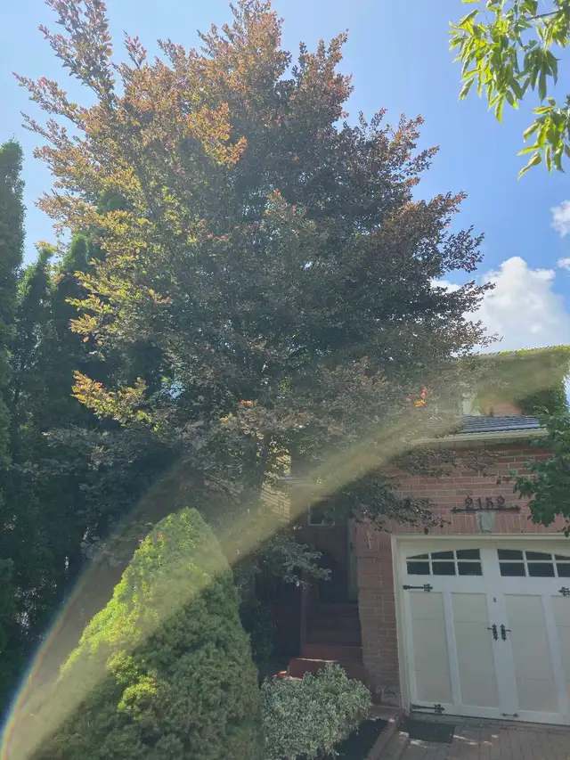 Tree Services 