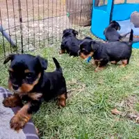 Beautiful MALES Toy Yorkies, Yorkshire Terrier, puppies, chiots 
