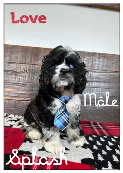superbes chiots cocker américain,pure race de belle qualités, View more