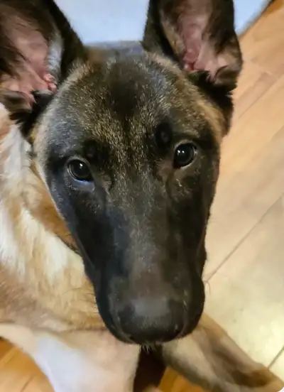For Adoption: Ellowyn is an 8 month old Belgian Malinois. She’s not your ordinary Mal, she’s a speci...