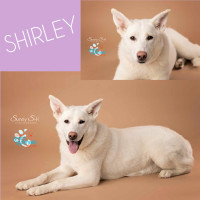 Adventurous, Sweet- Shirley