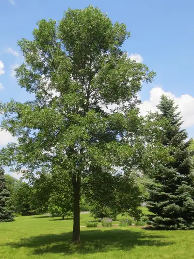 FREE ash or maple tree removal, View more