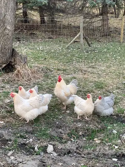 wanted: Isabel Orpington hens, View more