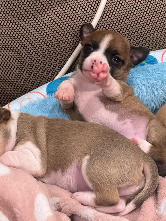 Only 1 left - chihuahua puppy  for sale in Dogs & Puppies for Rehoming in Barrie - Image 7