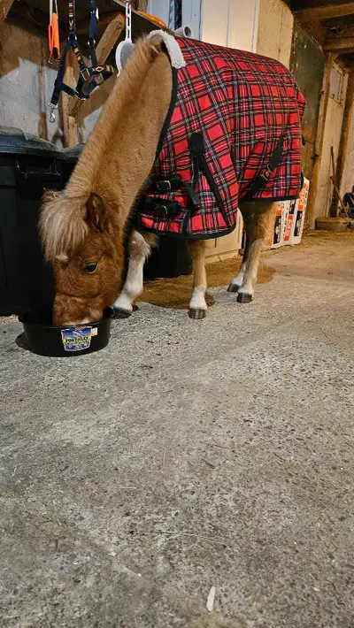 Pony  4 year old, View more
