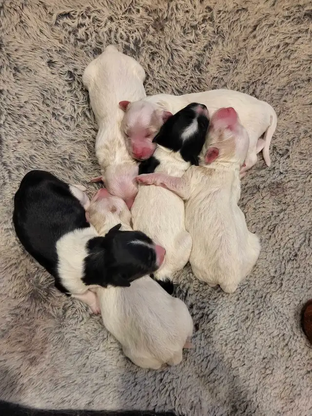 Labradoodle x Bordercollie puppies in Dogs & Puppies for Rehoming in St. Catharines - Image 9