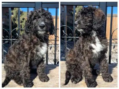Bernedoodle puppy - Female available, View more