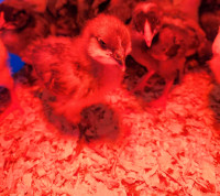 Week old Chick's 