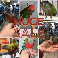 Baby Conure Parrots on SALE SALE SALE!!!!