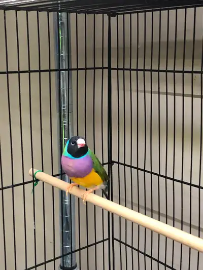 Gouldian Finch (Male), View more