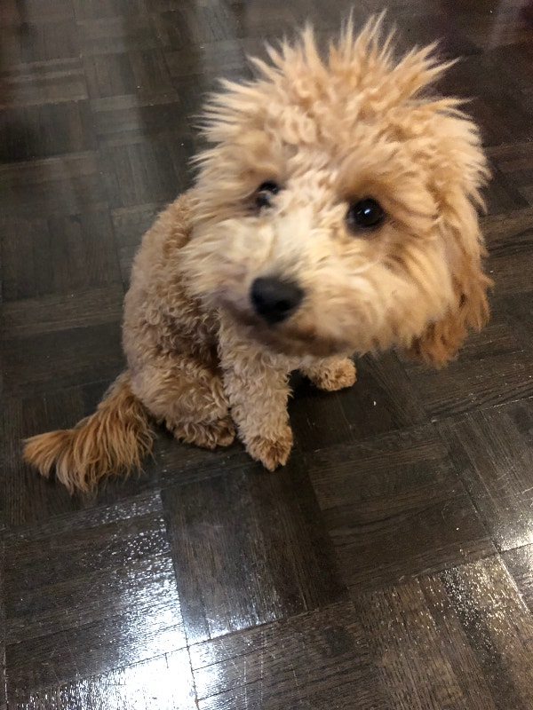 7 months mini toy poodle Dogs & Puppies for Rehoming City of