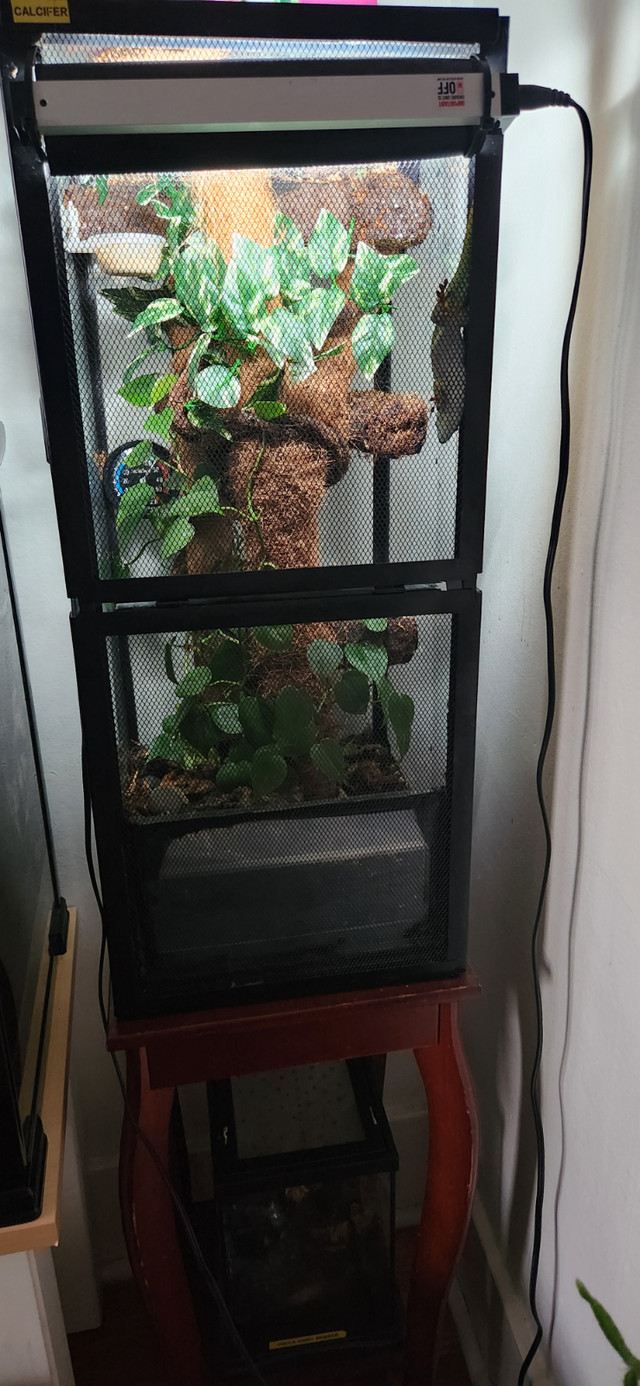 Day Gecko for sale with Custom Enclosure in Reptiles & Amphibians for Rehoming in Timmins - Image 2