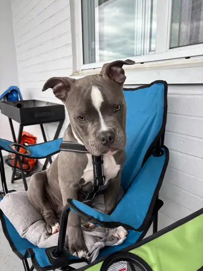 Bluenose Staffy/Bulldog mix 6mos for Rehoming , View more
