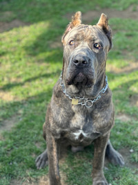 Cane corso ready to go comes with training 