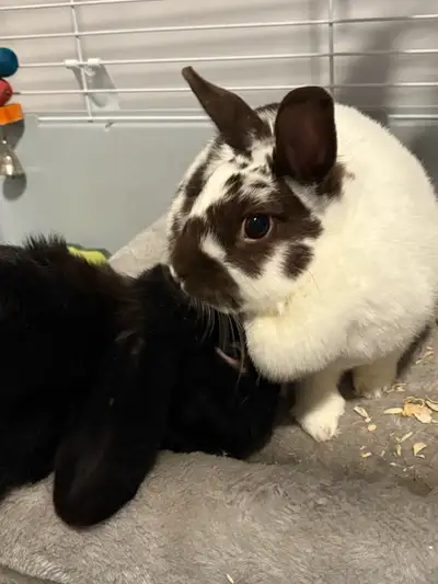 Bonded Bunnies, View more