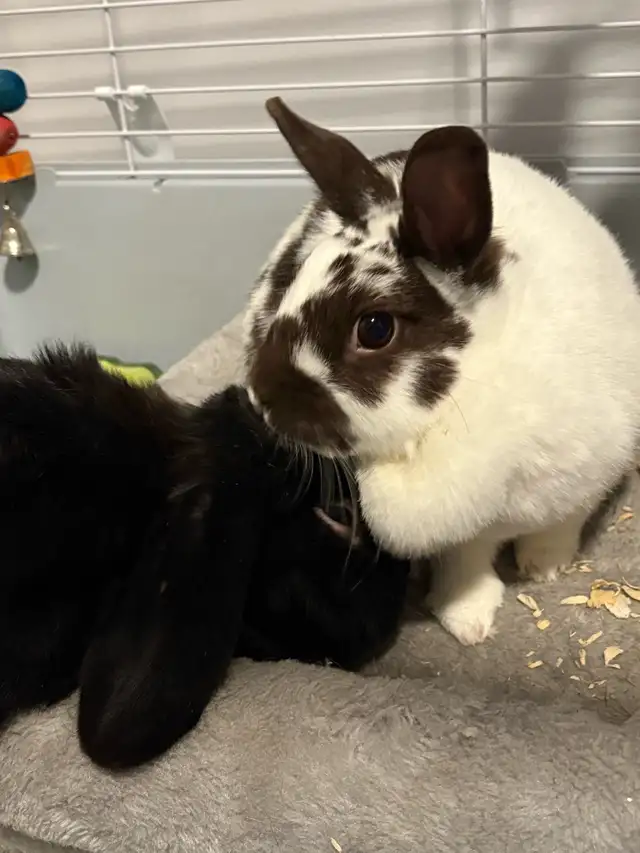 Bonded Bunnies in Small Animals for Rehoming in Oshawa / Durham Region - Image 2