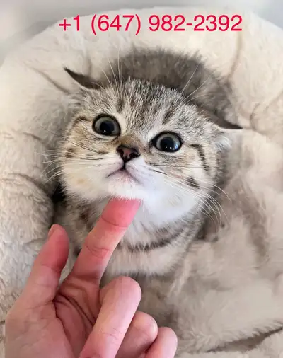 (1 girl left!) TICA Purebred British Shorthair kitten, View more