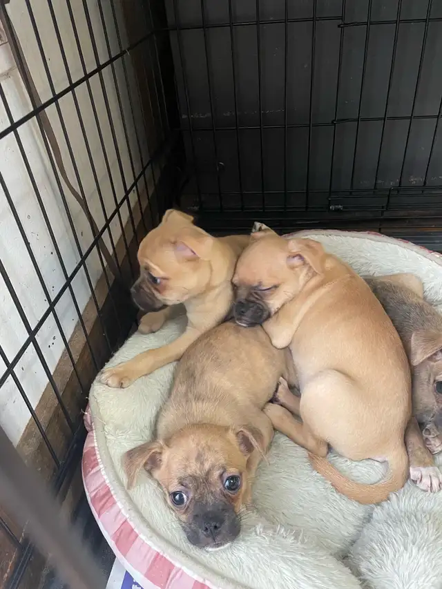 Chug puppies only 2 left in Dogs & Puppies for Rehoming in Moncton - Image 3