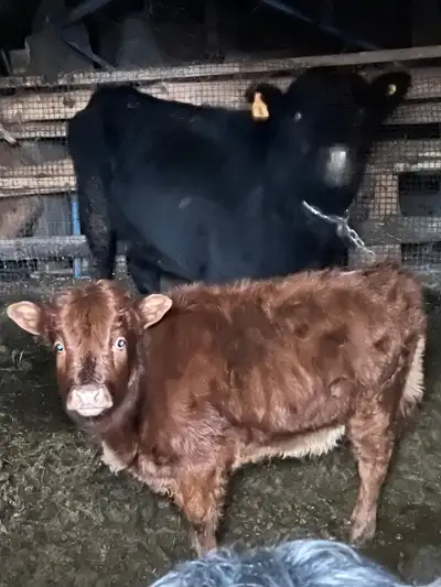 Sweet purebred Dexter bull calf born in Sept 2025 Mom is registered, he is fully weened now. Located...