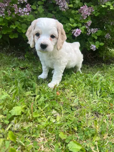 Beautiful Cockapoo puppies available and ready for there new loving homes. they are extremely sweet,...
