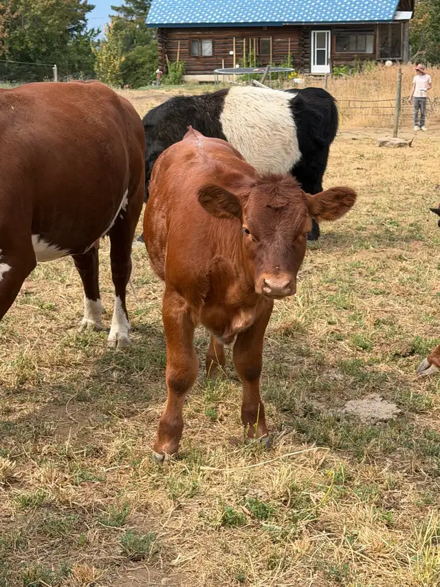 Assorted sizes and breeds of weaned calves heifers and steers in Livestock in Vernon - Image 7