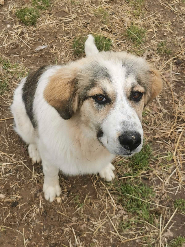* 1 female left. Great pyrenee/maremma mix. Livestock guardian.  in Dogs & Puppies for Rehoming in Norfolk County