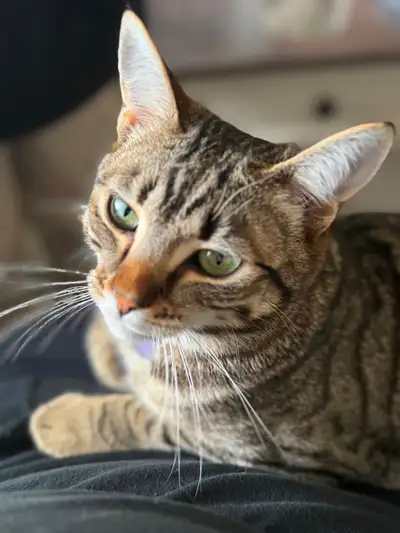 Meet beautiful Nala — now looking for her forever home Nala is a super sweet, talkative little lady...