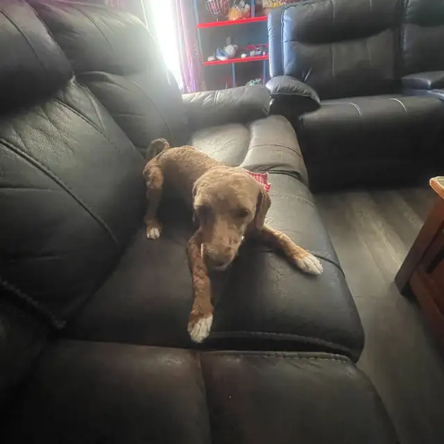 1-Year-Old Male & Female Toy Poodles  in Dogs & Puppies for Rehoming in Fort McMurray - Image 7